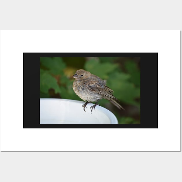 Female House Finch Perched on a Birdbath Wall Art by ToniaDelozier